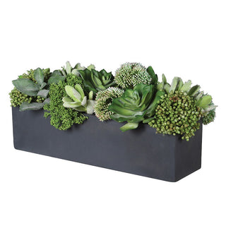 Charles Ted Succulent & Skimmia Arrangement - CharlesTed Home