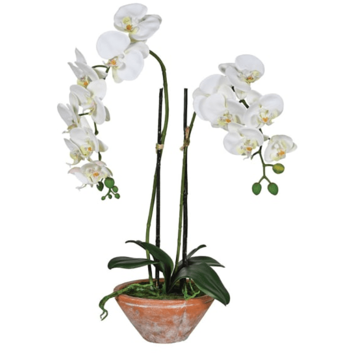 Charles Ted White Phalaenopsis Orchid in Terracotta Pot - CharlesTed Home