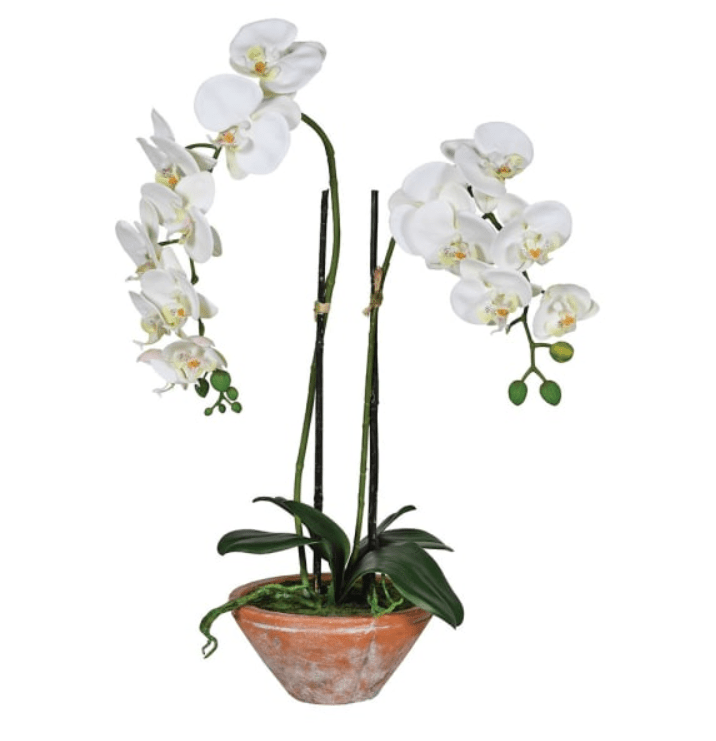 Charles Ted White Phalaenopsis Orchid in Terracotta Pot - CharlesTed Home