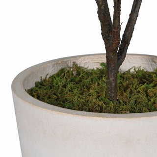 CharlesTed Home Artificial Japanese Cedar Tree in Pot – Realistic Faux Indoor Plant Décor - CharlesTed Home