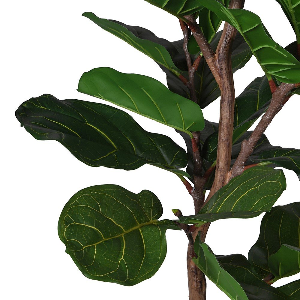 Close-up of a fiddle leaf fig plant with large green leaves on a white background