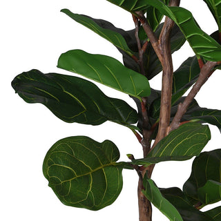 Close-up of a fiddle leaf fig plant with large green leaves on a white background