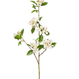 Single stem of white cherry blossom