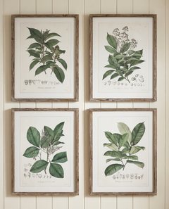 Set of 4 framed perennial herb botanical wall art prints displayed in a row