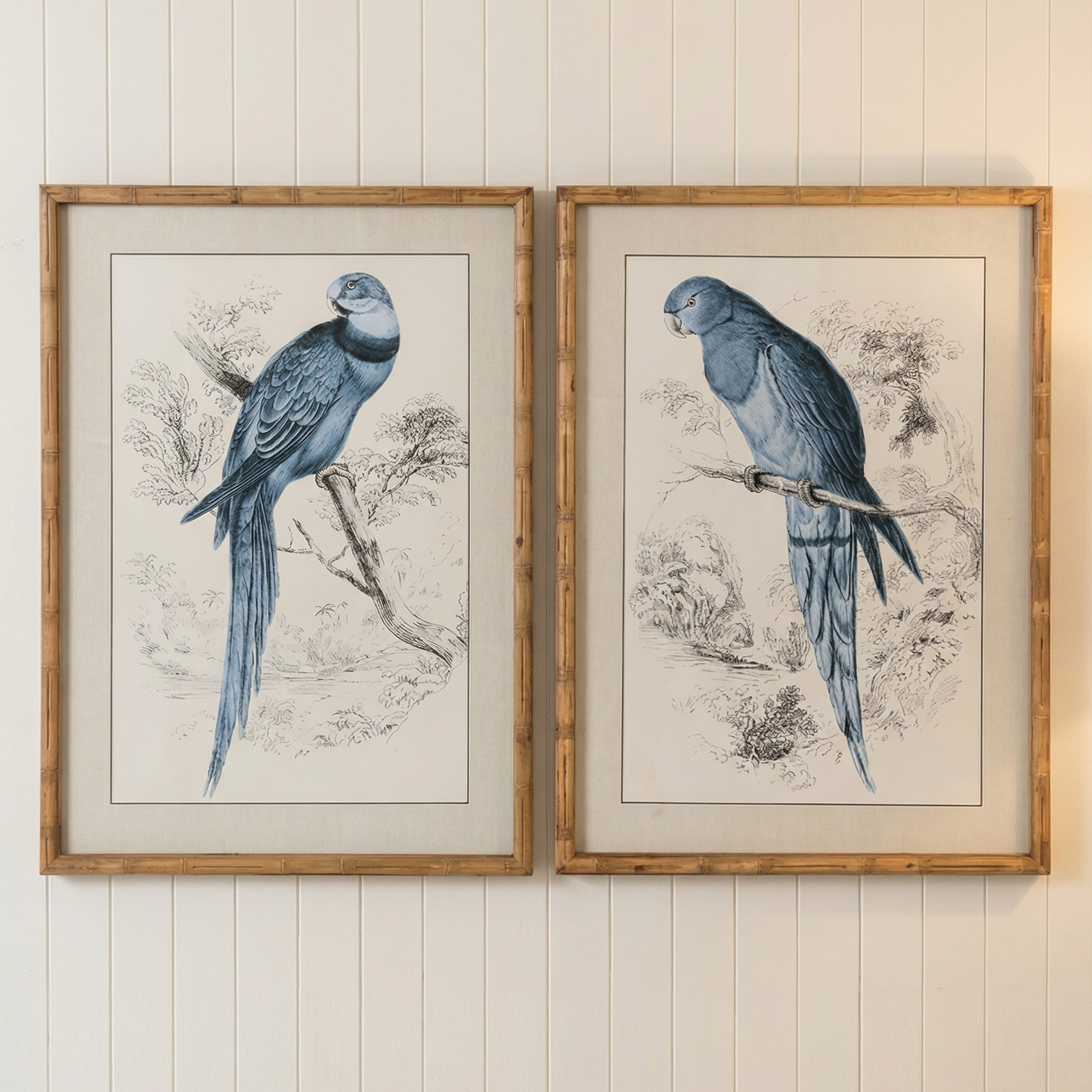 Two framed prints of blue parrots on a white background