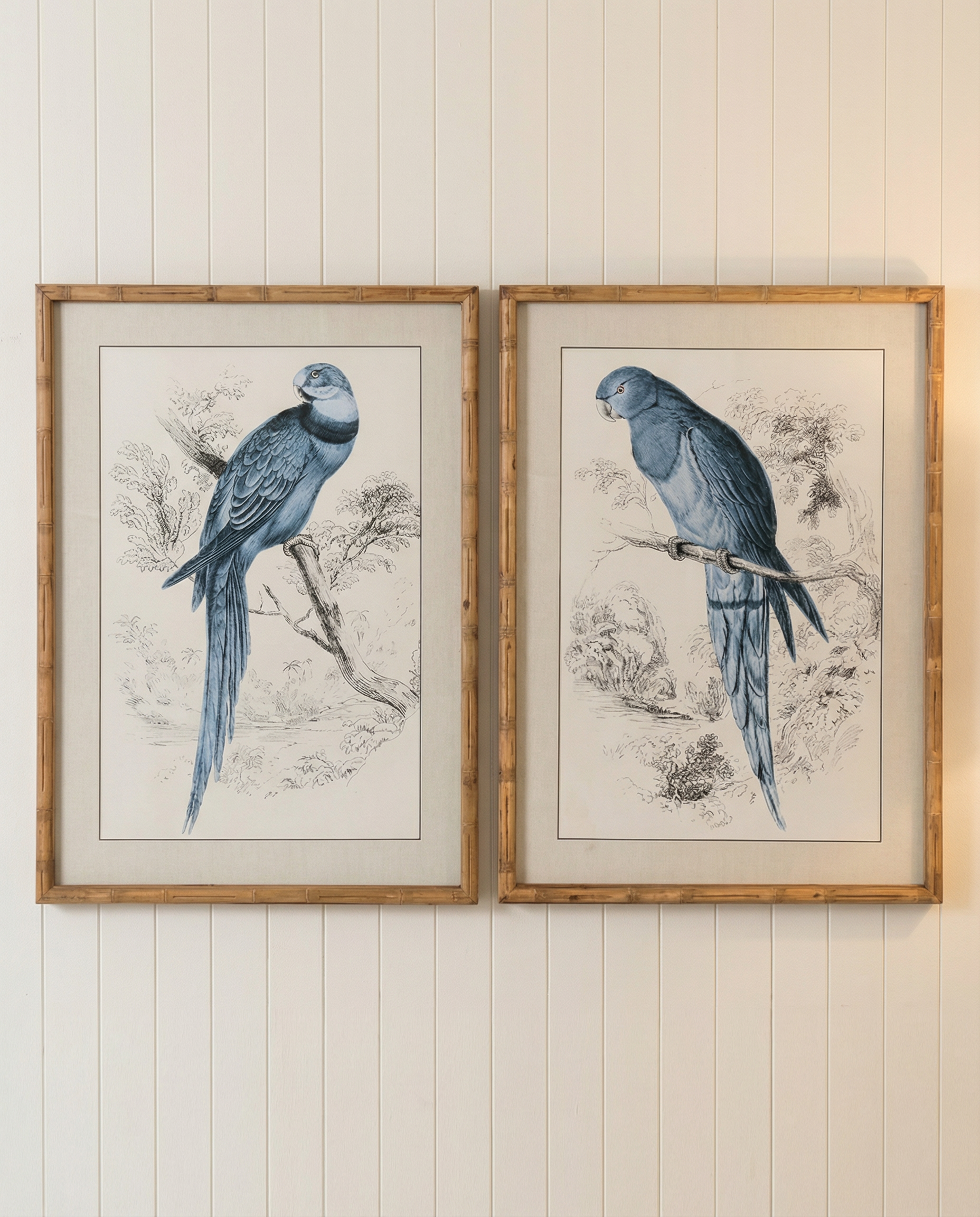 Two framed prints of blue parrots on a white background