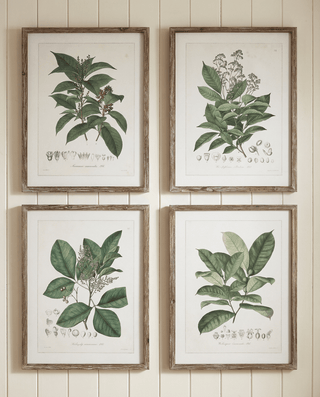 Perennial Botanica Wall Art Set of 4 | Vintage Botanical Prints - CharlesTed Home
