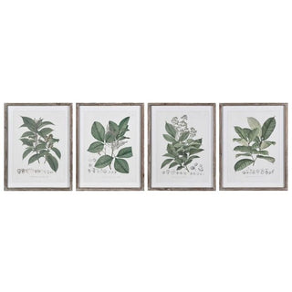 Perennial Botanica Wall Art Set of 4 | Vintage Botanical Prints - CharlesTed Home