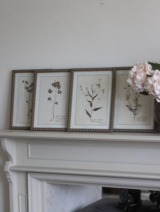 Vintage Botanical Framed Floral Prints Set of Four - CharlesTed Home