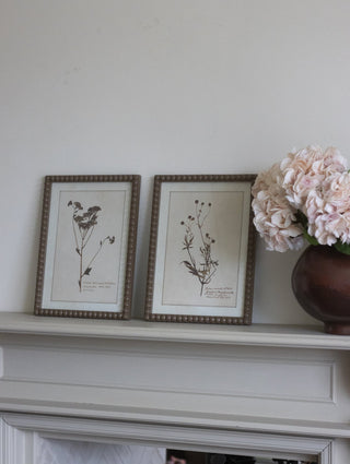 Vintage Botanical Framed Floral Prints Set of Four - CharlesTed Home