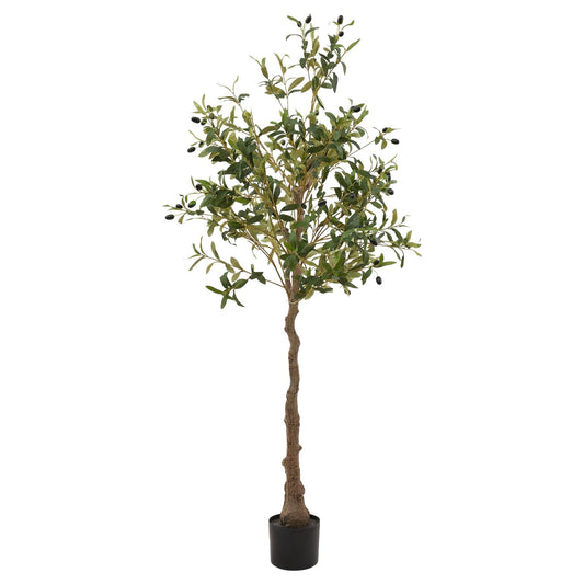 Amalfi Olive Tree | Medium