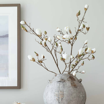 A beautiful stem of magnolia featuring bud detailing and blooming flowers.