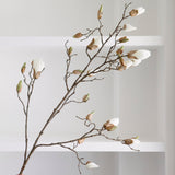 A beautiful stem of magnolia featuring bud detailing and blooming flowers.