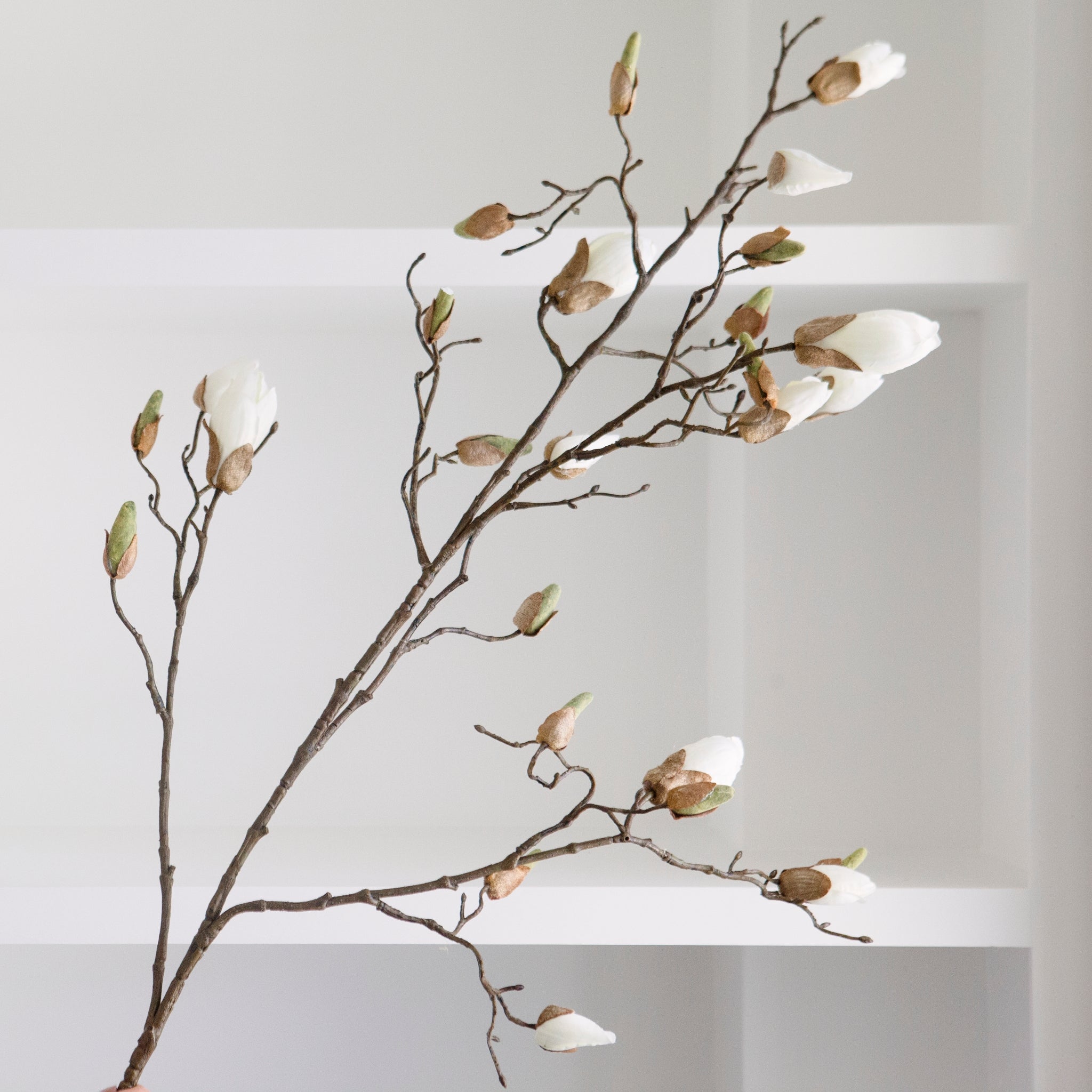 A beautiful stem of magnolia featuring bud detailing and blooming flowers.