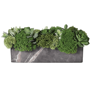 Charles Ted Succulent & Skimmia Arrangement - CharlesTed Home