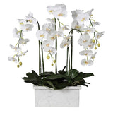 Large Orchid in Marble Planter