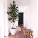 Ronda Olive Tree