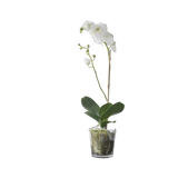 orchid in pot
