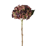 burgundy hydrangea 
