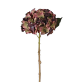 burgundy hydrangea 