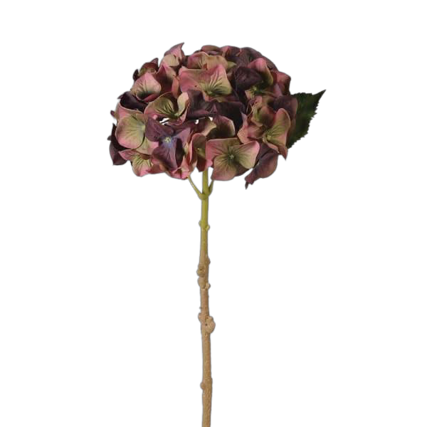 burgundy hydrangea 