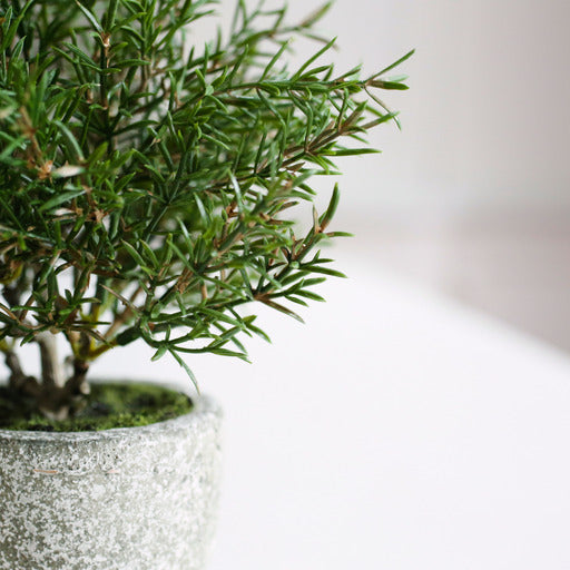 faux potted rosemary